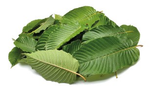 Kratom Leaf White Vein