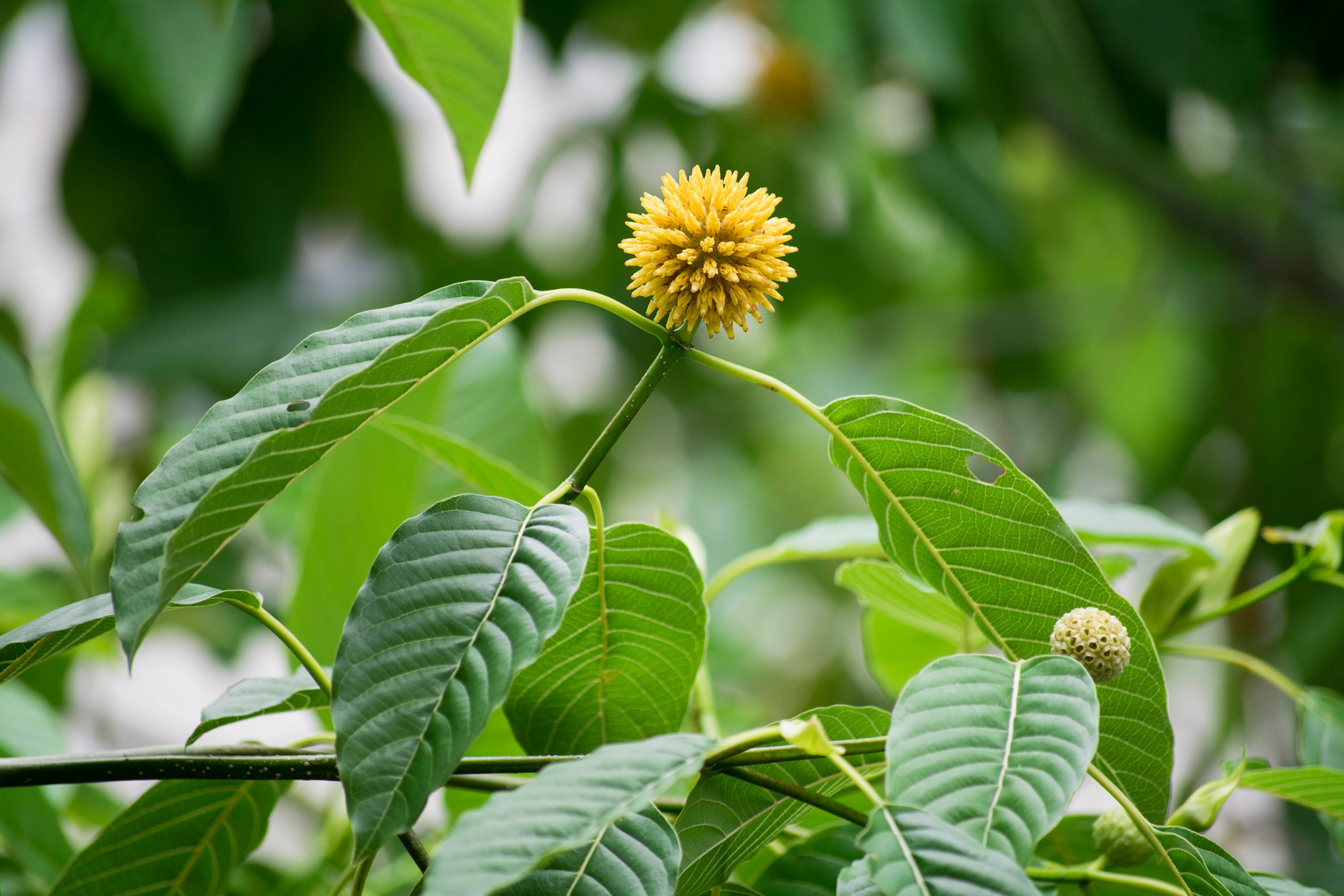 Blue Lotus and Kratom: How Do These Herbs Compare?