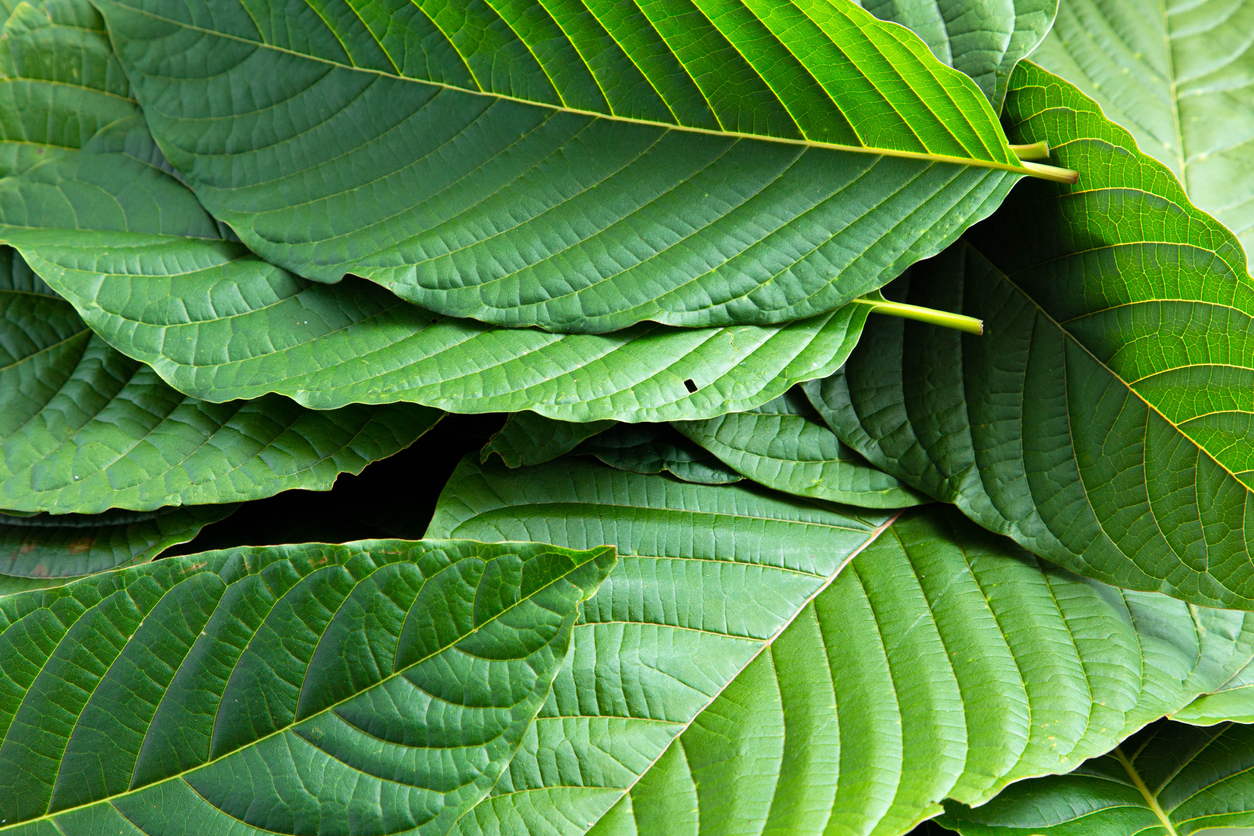 Bali Kratom Strain Review: Effects, Dosage, and Benefits
