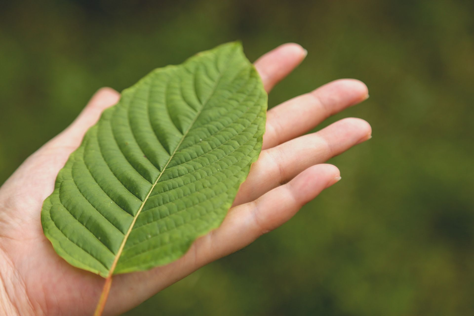 Kratom – All You Need To Know About The South Asian Plant