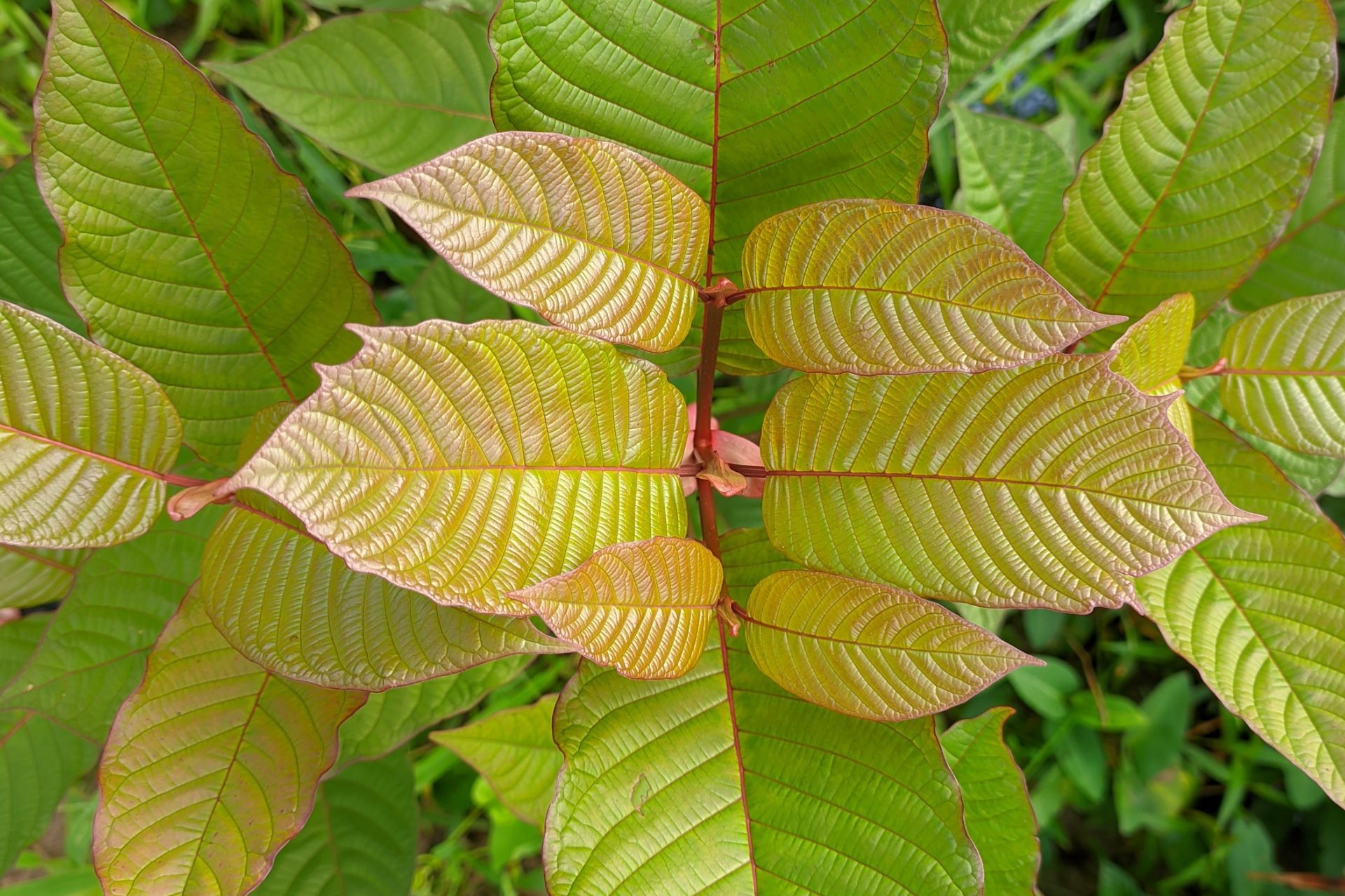 Red Vein Kratom: The Comprehensive Guide