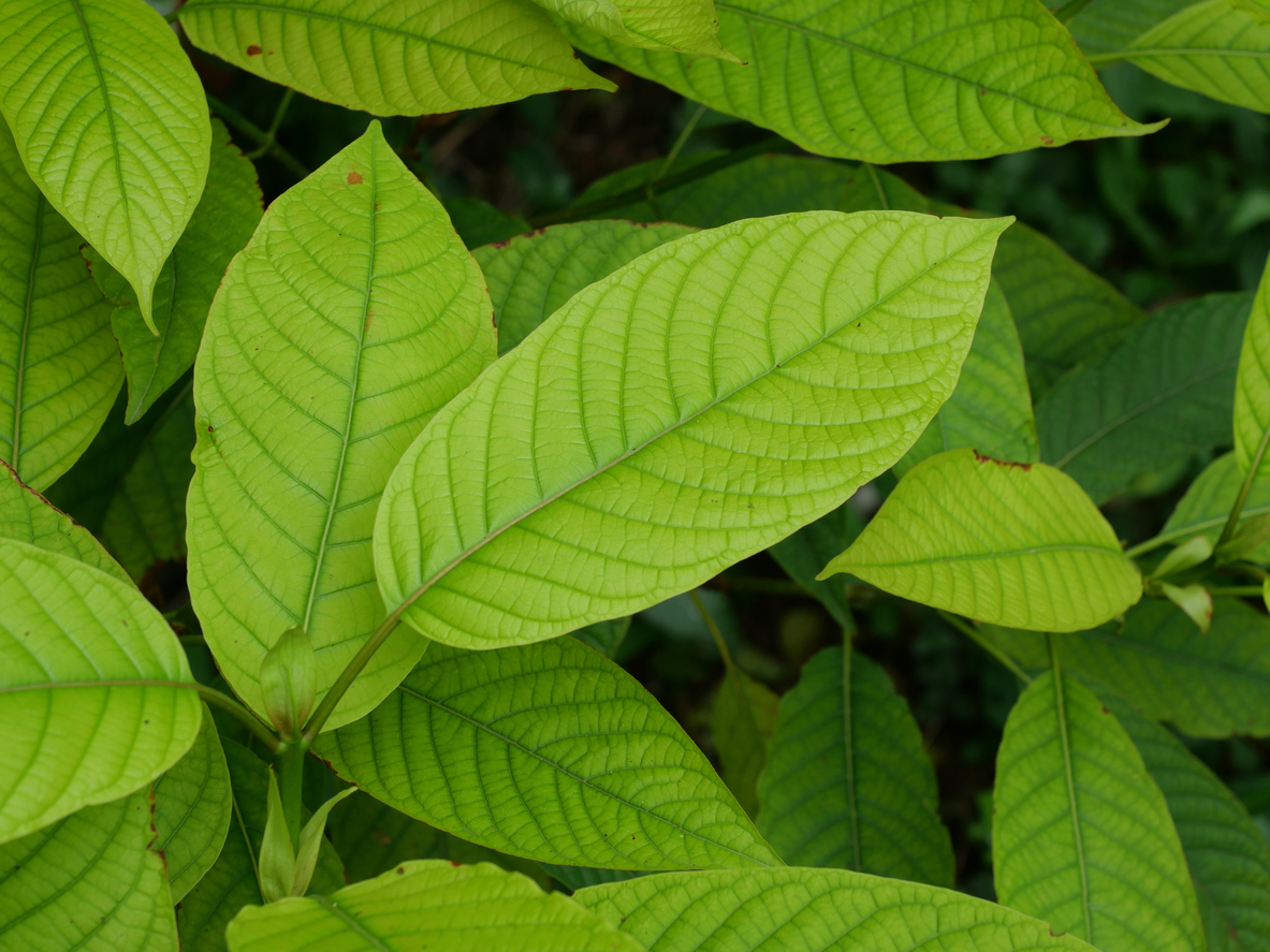 Kratom strains with possible nootropic effects