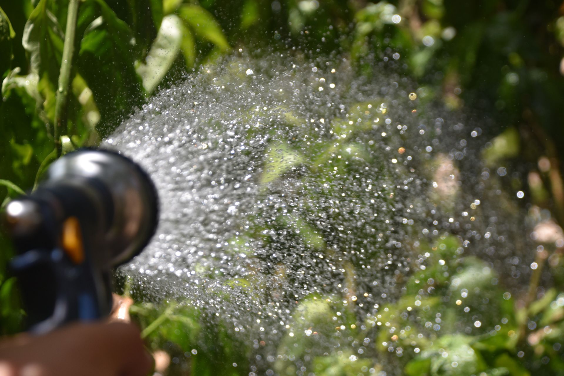 watering kratom plant