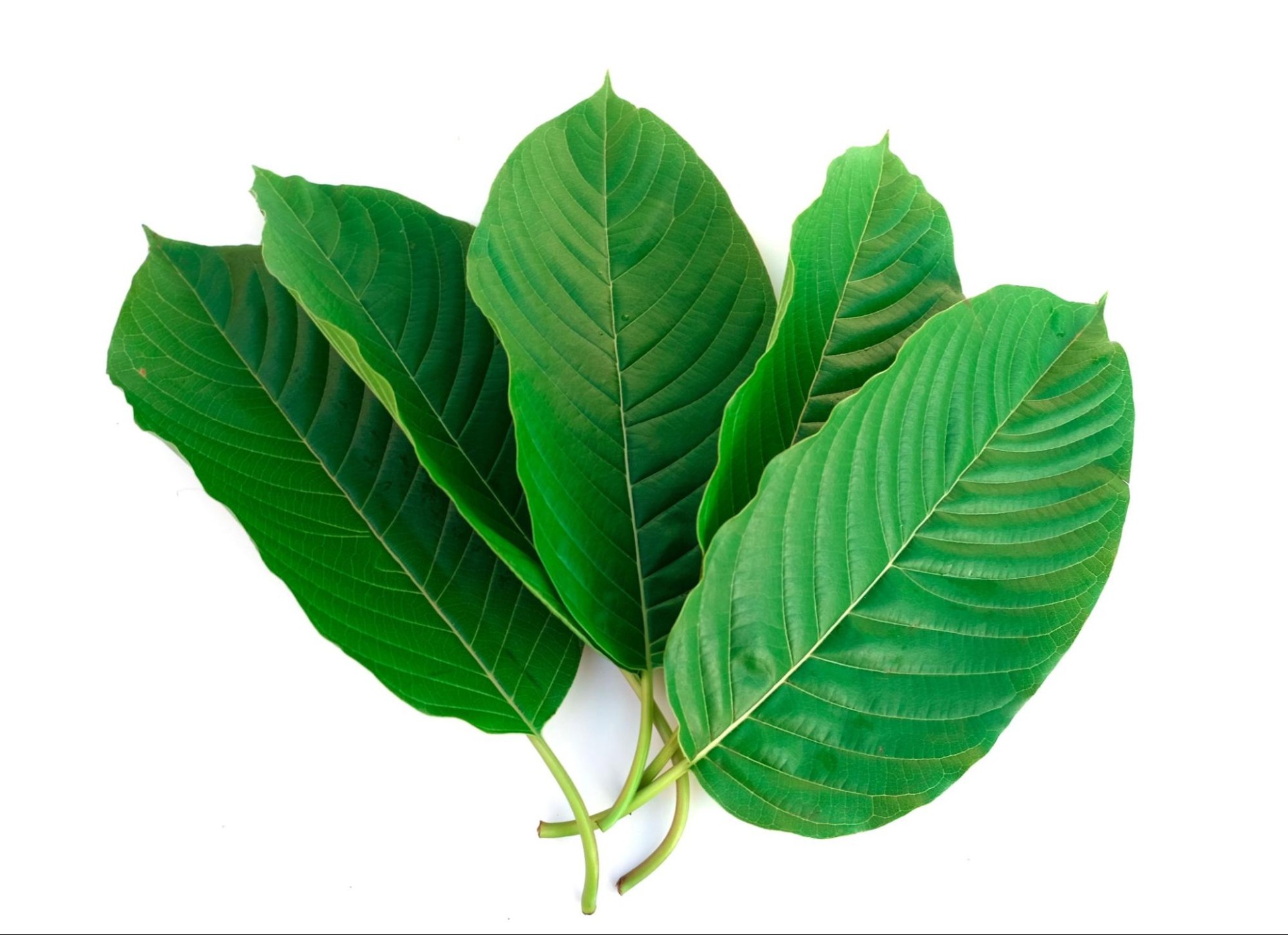 How to make kratom tea with fresh leaves