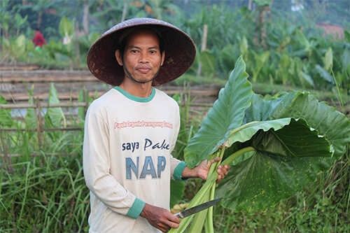 An Indonesian farmer holding a large, dark-green leaf.