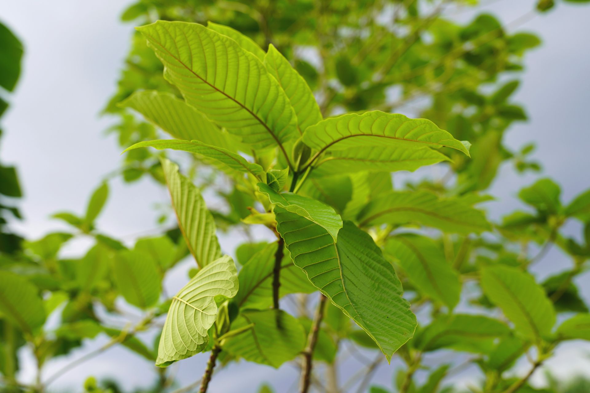 difference between matcha and kratom