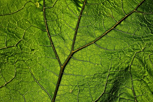 a close up image of a green leaf showing the stem and veins