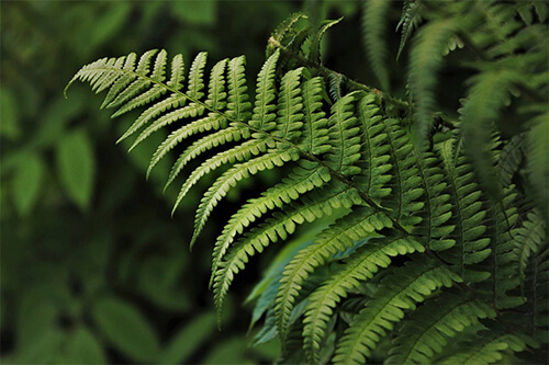 A green fern in the forest during the daytime.